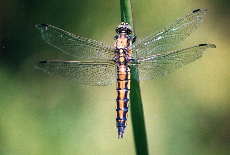 Orthetrum cancellatum ???